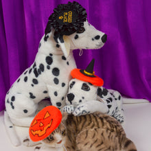 Load image into Gallery viewer, Cursed Place Pet Beret