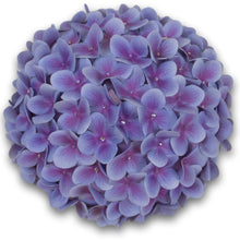 Load image into Gallery viewer, The Elizabeth (Hydrangea Gumdrop Hat)