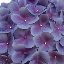 Load image into Gallery viewer, The Elizabeth (Hydrangea Gumdrop Hat)