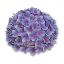 Load image into Gallery viewer, The Elizabeth (Hydrangea Gumdrop Hat)