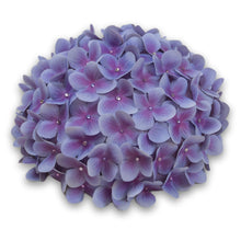 Load image into Gallery viewer, The Elizabeth (Hydrangea Gumdrop Hat)